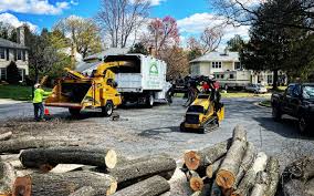 Professional Tree Removal and Landscaping Services in Inwood, FL